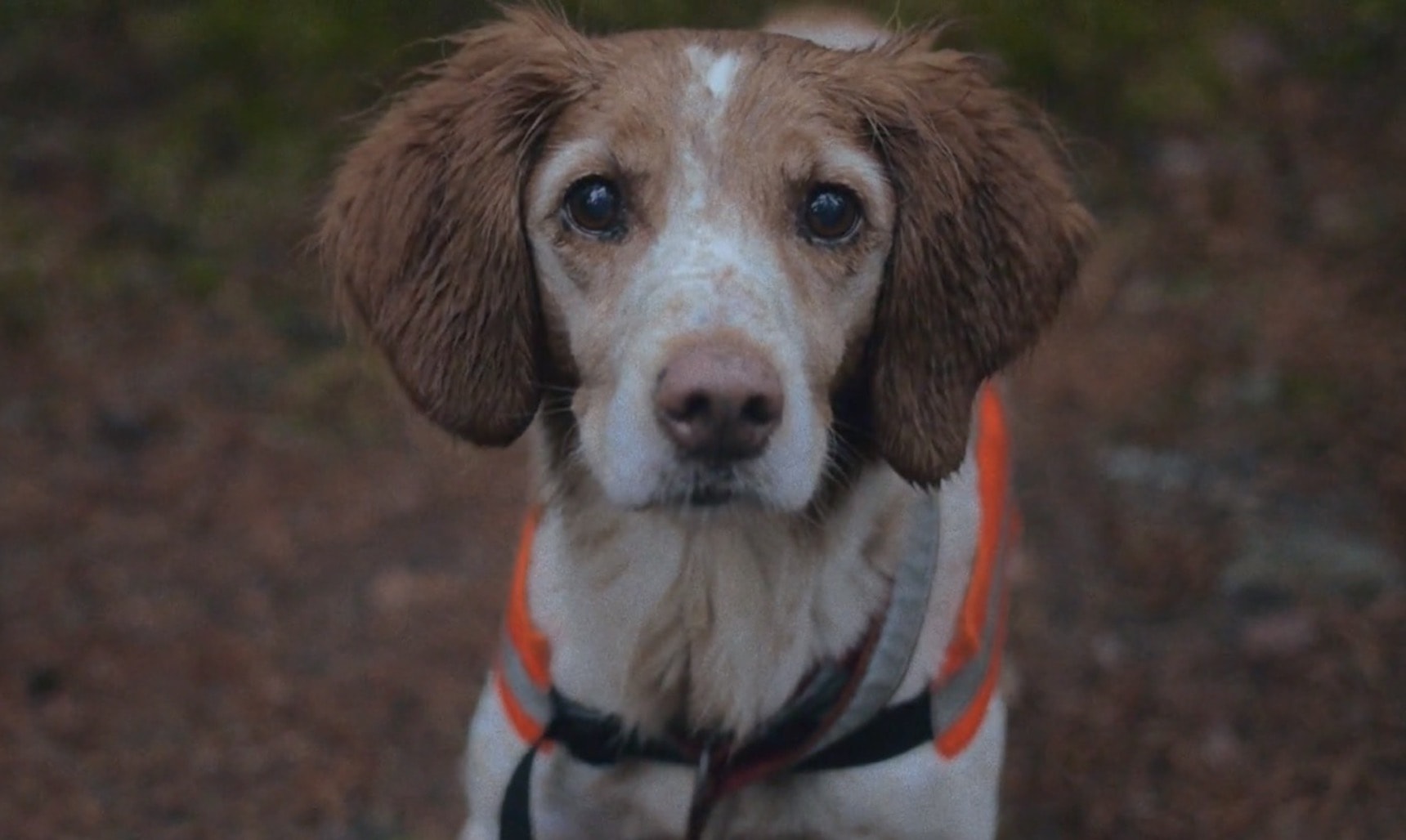 Dog in the woods front portrait